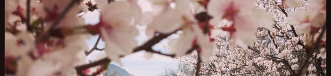 sacasaca's header image