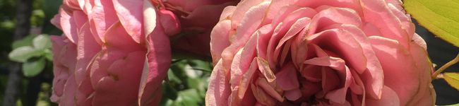 Peasun285's header image