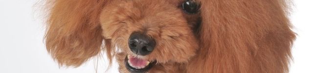 ララお's header image
