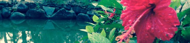 risacococo's header image