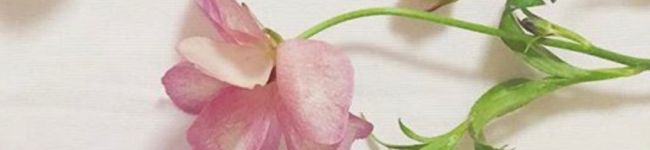 0525aya's header image