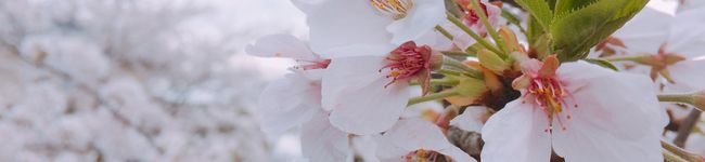 Käsum♡'s header image