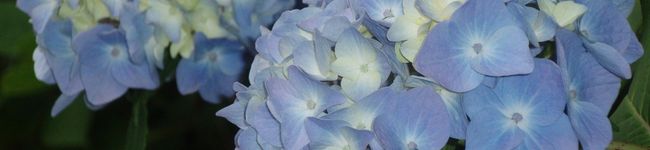 Dorothy88's header image