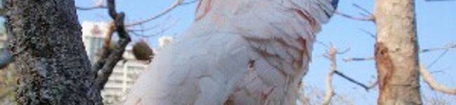 suzurinngo's header image