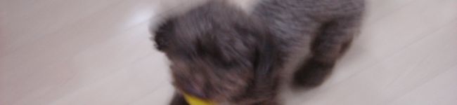 トトのママちゃん's header image