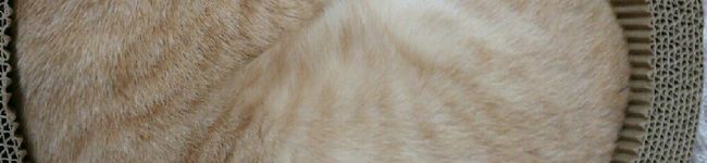 二ｬｧ's header image