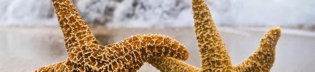 halumom's header image