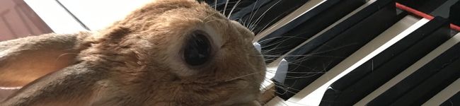 うしうさ❁﻿'s header image
