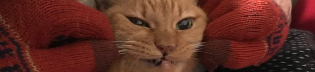 ”猫のしっぽ＂'s header image