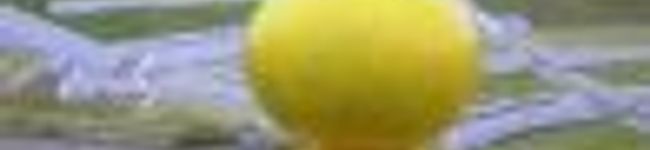 mikan-p-'s header image