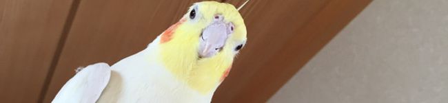 ちどぱん's header image