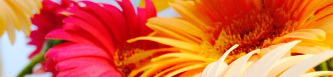 maimai35's header image