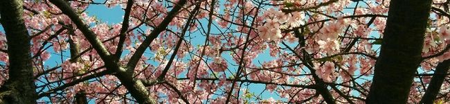 yk料理修行中☆'s header image