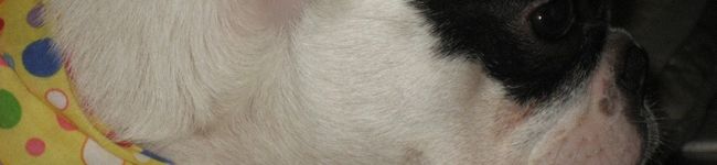 とれび's header image