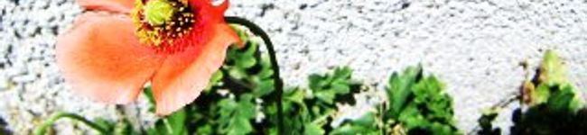 --YUMAMA--'s header image