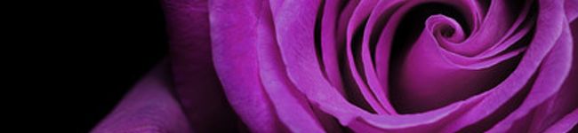 紫の薔薇と真珠。's header image