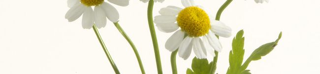 うささち's header image