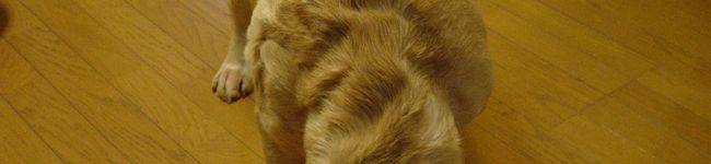 Tomonn's header image