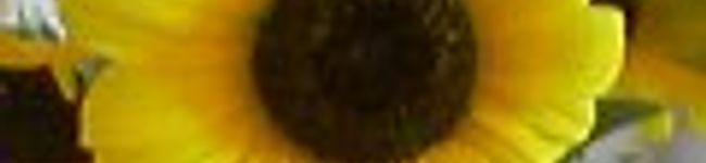 ヒマワリ６１３'s header image