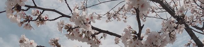 咲く春's header image