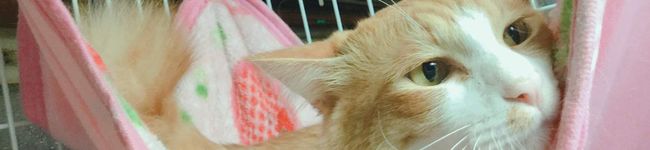 ☆kanantan★'s header image