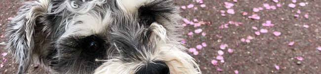 izu☆woods's header image