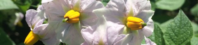 OjasGarden's header image