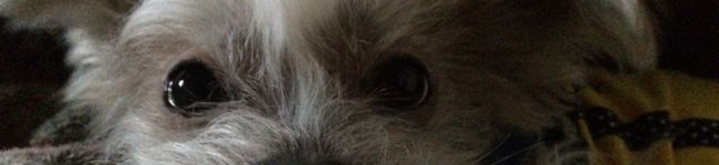 ぶちおsan's header image