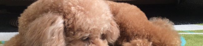 guamさん's header image