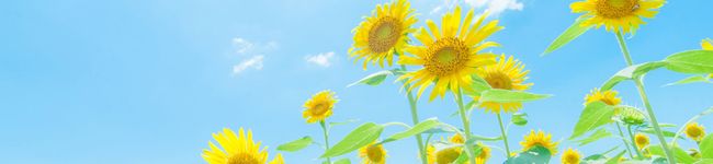 ya_ma's header image