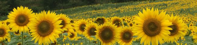 リンコッペ's header image