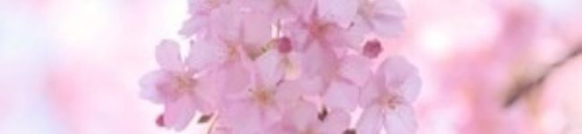 ビフテキ☆'s header image
