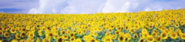 rnkitchen's header image