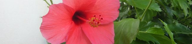 mimim*'s header image