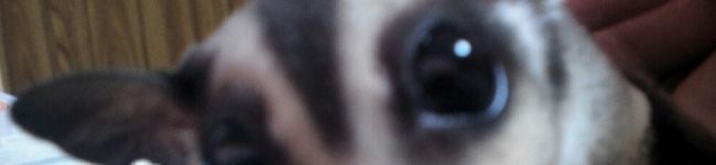 雛☆姫's header image