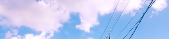 パピこのぴー's header image