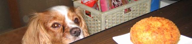 犬村こっこ's header image