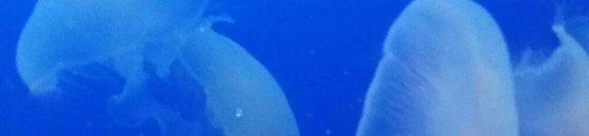 茉まま's header image