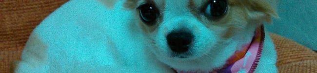 バニラmama's header image
