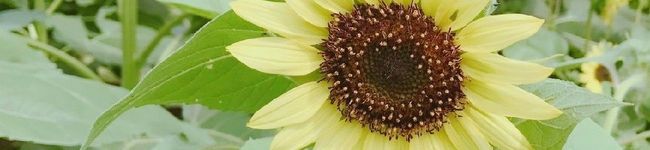 lemon♪♪'s header image