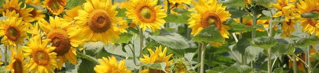 naonaohappy's header image