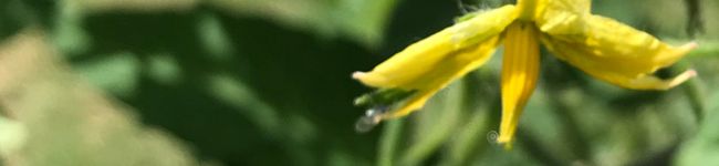 デンブン's header image