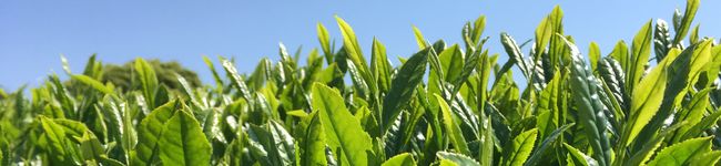 クック茶々茶's header image