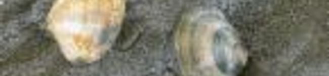 女医玉子's header image