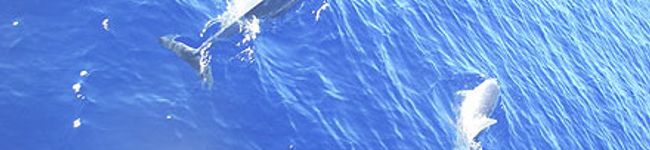 MIRAPIS's header image