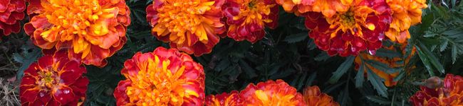 shiawase_3's header image