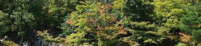 chizu95's header image