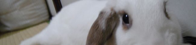 ryooooochan's header image