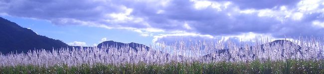 サリーチャン's header image