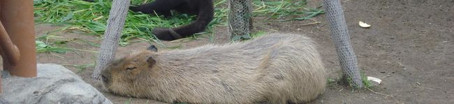 地鶏の町の子's header image